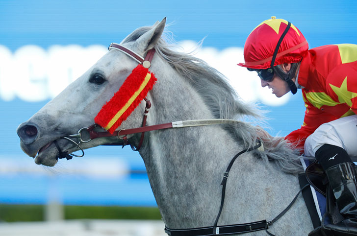 Horse Racing Horse Racing
